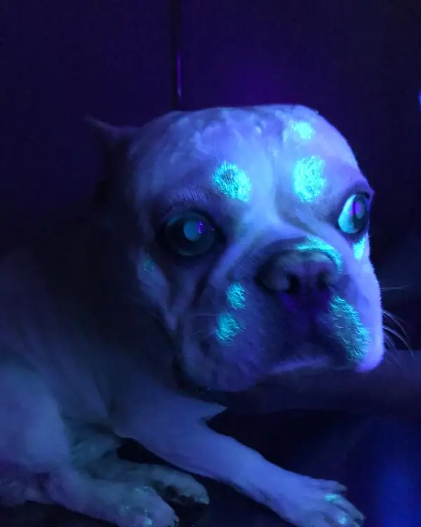 Buldogue sob luz ultravioleta da lâmpada de Wood, com áreas fluorescentes no rosto