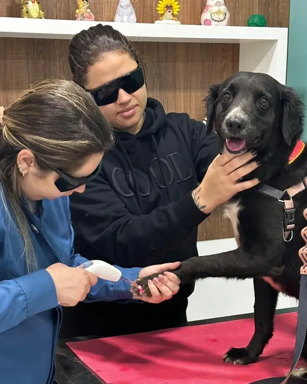 Dra. Laís Rosseto com óculos de proteção aplicando laserterapia na pata de um cão preto