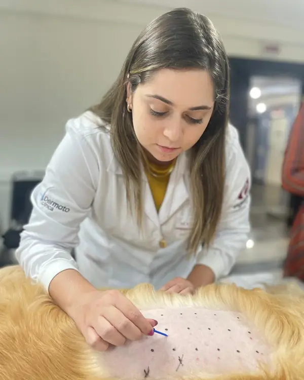 Dra. Laís Rosseto realizando teste alérgico intradérmico no flanco de um golden retriever