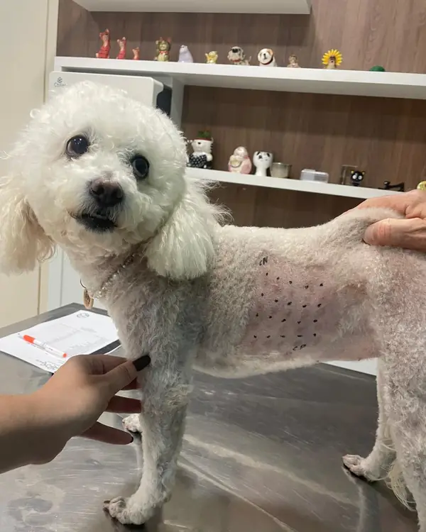 Poodle branco com o flanco tosado e marcado com pontos para teste alérgico